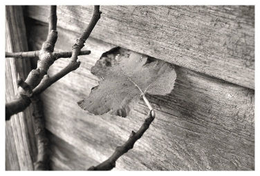 Linda Blakely Photography